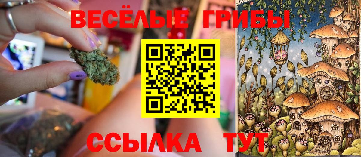 Псилоцибиновые грибы Cubensis Курчалой
